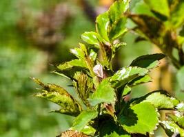 Rose sprouts on pruned branches in early spring. Cultivation of roses photo