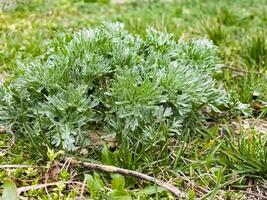 Close-up of Artemisia in early spring. Wormwood. Medicinal plants photo