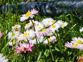 Delicate white and pink Daisies or Bellis perennis flowers on green grass. Lawn Daisy blooms in spring photo
