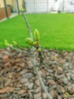 Young fig on the tree early in the season. Ficus carica photo