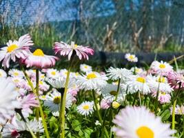 Delicate white and pink Daisies or Bellis perennis flowers on green grass. Lawn Daisy blooms in spring photo