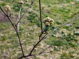 flor brotes de hoja de cuero viburnum, viburnum rhytidophyllum en temprano primavera. foto