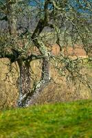 Rough old tree partially covered in moss with the blurred grass in the foreground. photo