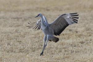 Migrating Greater Sandhill Cranes in Monte Vista, Colorado photo