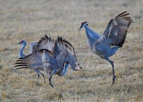 migrando grullas canadienses mayores en monte vista, colorado foto