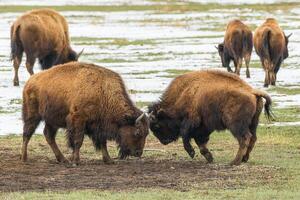 Wild American Bison on the high plains of Colorado. Mammals of North America. photo