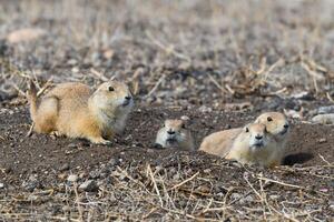 Prairie Dogs in their burrow. photo