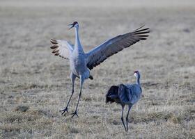 migrando grullas canadienses mayores en monte vista, colorado foto