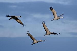 Migrating Greater Sandhill Cranes in Monte Vista, Colorado photo