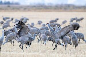 Migrating Greater Sandhill Cranes in Monte Vista, Colorado photo