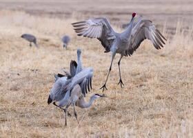 migrando grullas canadienses mayores en monte vista, colorado foto