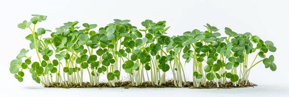 Lush microgreen banner ideal for culinary websites, green living blogs, and organic food presentations photo