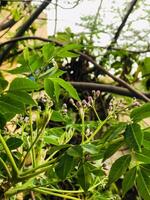 a close up of a plant with purple flowers and green leaves. photo