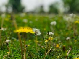 a field of dandelions with a blurry background of trees. photo