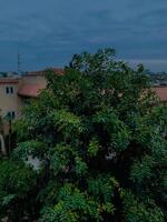 un árbol con verde hojas y un edificio en el antecedentes. foto