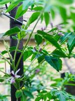 a close up of a plant with purple flowers and green leaves. photo