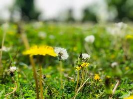 a field of dandelions with a blurry background of trees. photo