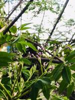 un cerca arriba de un planta con púrpura flores y verde hojas. foto