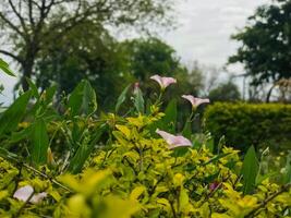 a bush with pink flowers and green leaves photo