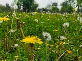 a field of dandelions with a blurry background of trees. photo
