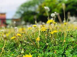 a field of dandelions with a blurry background of trees. photo