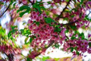 Kawazu cherry blossoms swirly blur in spring season close up photo