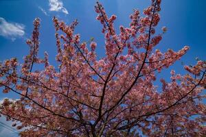 kawazu Cereza flores en lleno floración a el parque foto