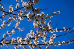 Plum flower behind the blue sky sunny day photo