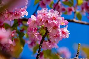 kawazu Cereza flores en lleno floración a el parque cerca arriba Mano foto