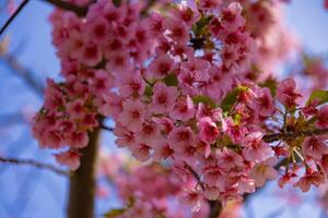 Kawazu cherry blossoms in full bloom at the park close up handheld photo