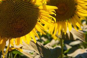 Sunflowers at the farm sunny day super close up photo