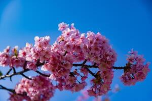 kawazu Cereza flores en lleno floración a el parque cerca arriba Mano foto