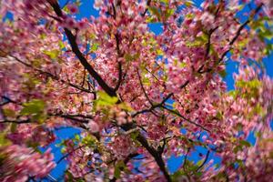 Kawazu cherry blossoms swirly blur in spring season close up photo