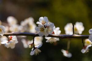 ciruela flor detrás el azul cielo soleado día cerca arriba foto