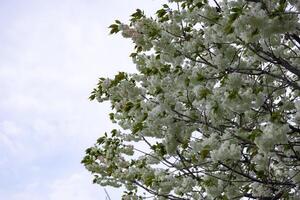 ukón Cereza flores balanceo en el viento nublado día foto