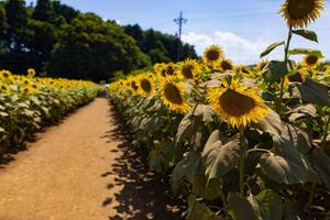 Sunflowers of the farm near the green trees sunny day photo