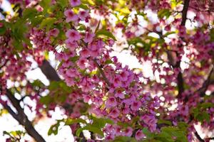 kawazu Cereza flores en primavera temporada foto