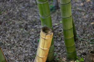 un verde bambú bosque en primavera soleado día cerca Disparo mirando abajo foto