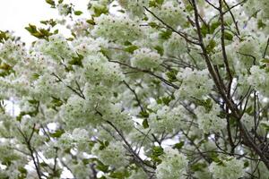 ukón Cereza flores balanceo en el viento nublado día telefotográfico Disparo foto