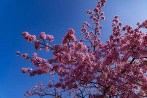 Kawazu cherry blossoms in full bloom at the park long shot photo