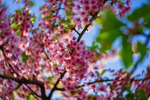 Kawazu cherry blossoms swirly blur in spring season close up photo