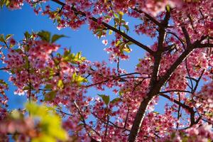 Kawazu cherry blossoms in spring season photo