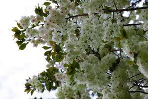 ukón Cereza flores balanceo en el viento nublado día telefotográfico Disparo foto