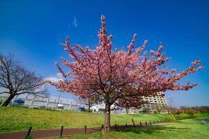 Kawazu cherry blossoms in full bloom at the park wide shot photo