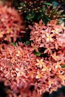 Close Up Of Red Rubiaceae photo