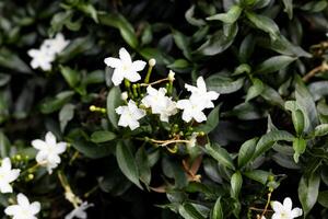 estrella jazmín blanco flores foto