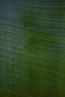 Close Up Of Banana Leave photo