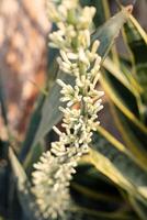 Close Up Of Blooming Trifasciata Viper's Bowstring Hemp Homeplant photo