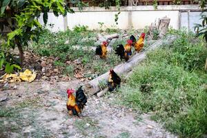 Rooster And Family photo