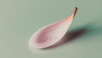 Botanical flower petal with water drop. Aesthetics blossom romatnic plant vibe photo